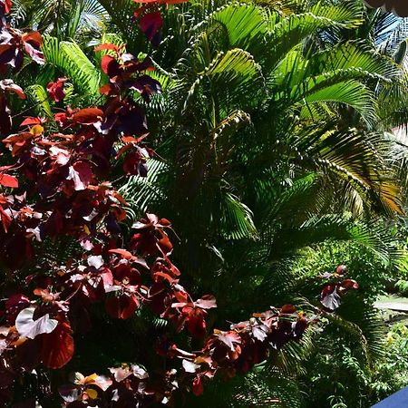 Jardin Sur Mer Terre-De-Haut Ngoại thất bức ảnh